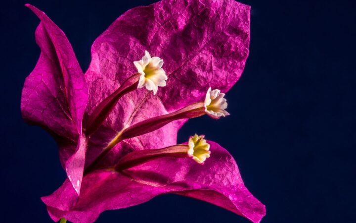 ¿Cuáles son los beneficios de beber flor de buganvilla? ¿Cuáles son los beneficios de beber flor de buganvilla?