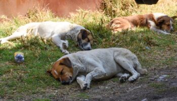 Congreso de Oaxaca aprueba reforma constitucional en materia de protección animal