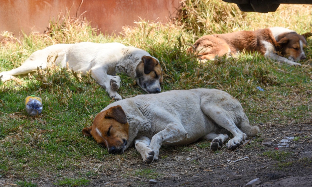 Congreso de Oaxaca aprueba reforma constitucional en materia de protección animal