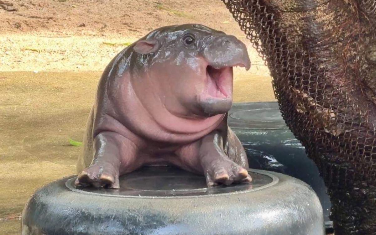 Trump or Kamala? This predicts a baby hippopotamus Mu Dan | Video