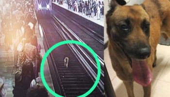 Paran línea azul del metro para sacar a perrito de las vías