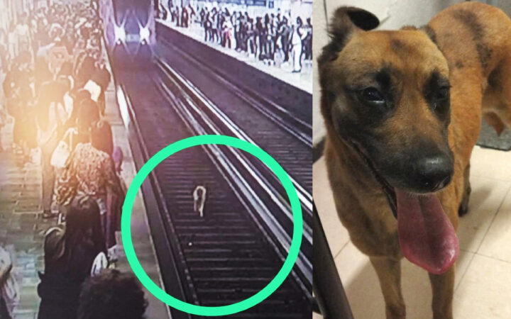 Paran línea azul del metro para sacar a perrito de las vías Paran línea azul del metro para sacar a perrito de las vías