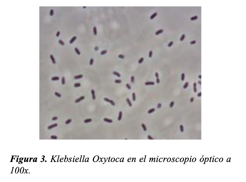 Klebsiella oxytoca - Figure 1