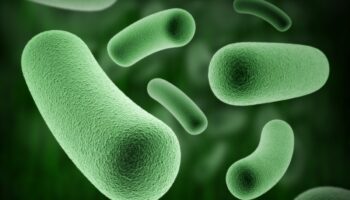 Salud confirma 'al menos' 20 casos de menores infectados por bacteria Klebsiella oxytoca