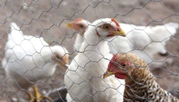 Alertan por brote de influenza aviar en granja de Nuevo León