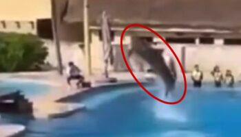 Momento en el delfín cae sobre concreto en Hotel Barceló; Profepa investiga | Video