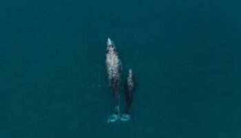 Arranque de avistamientos de ballena gris en la Reserva El Vizcaíno podría mostrar disminución