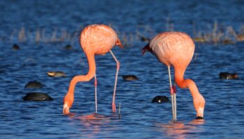 ¿Flamencos chilenos en León, Guanajuato? | Artículo de Carlos Galindo Leal