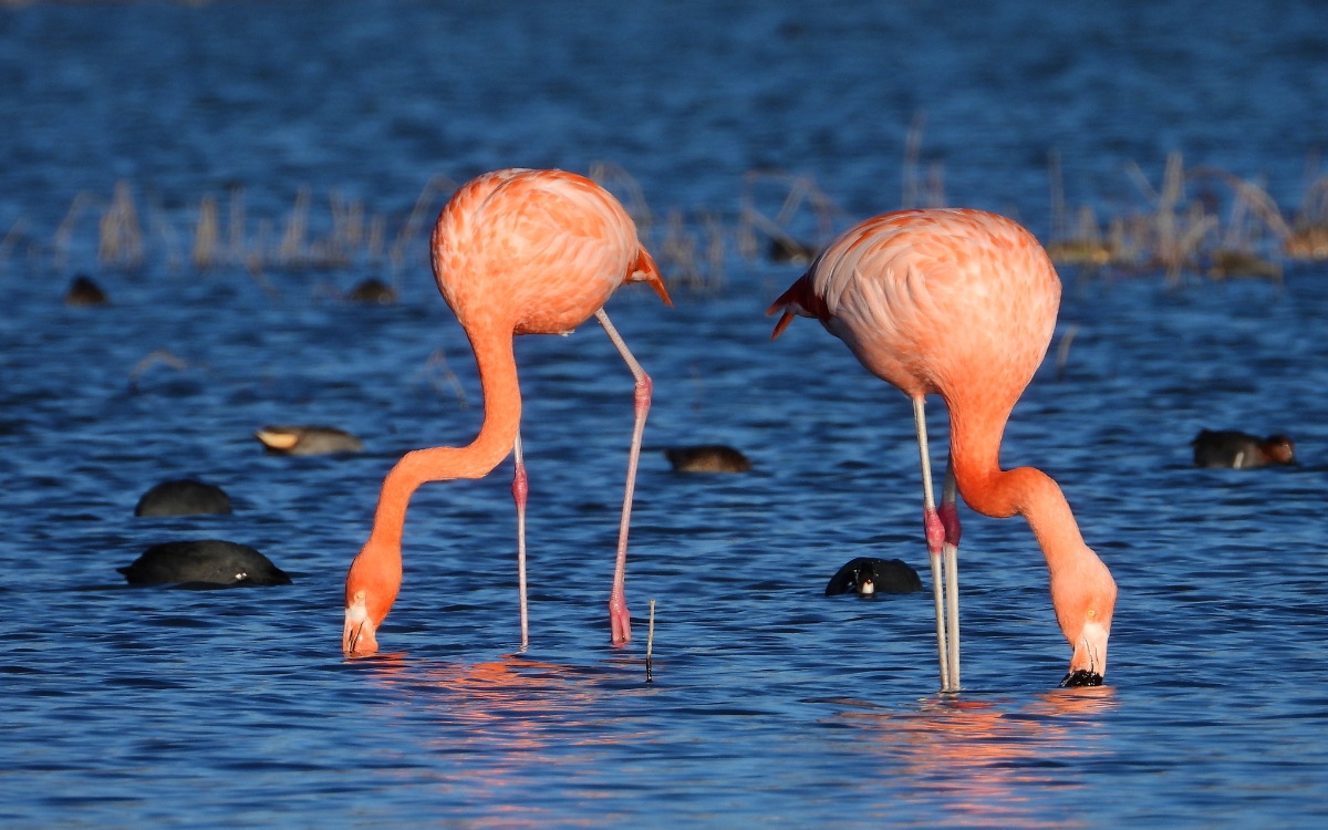 ¿Flamencos chilenos en León, Guanajuato? | Artículo de Carlos Galindo Leal