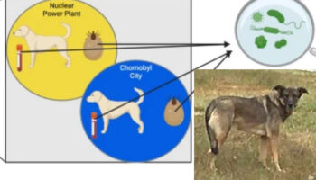 Radiación de Chernóbil no provocó diferencias genéticas entre perros, apunta estudio