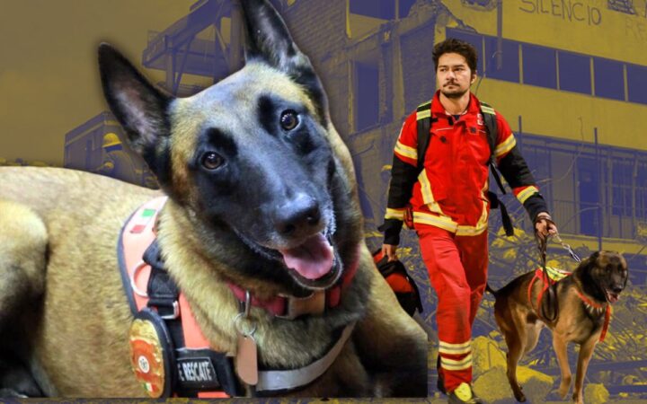 Muere 'Rex', perro rescatista que salvó vidas el 19S Muere 'Rex', perro rescatista que salvó vidas el 19S