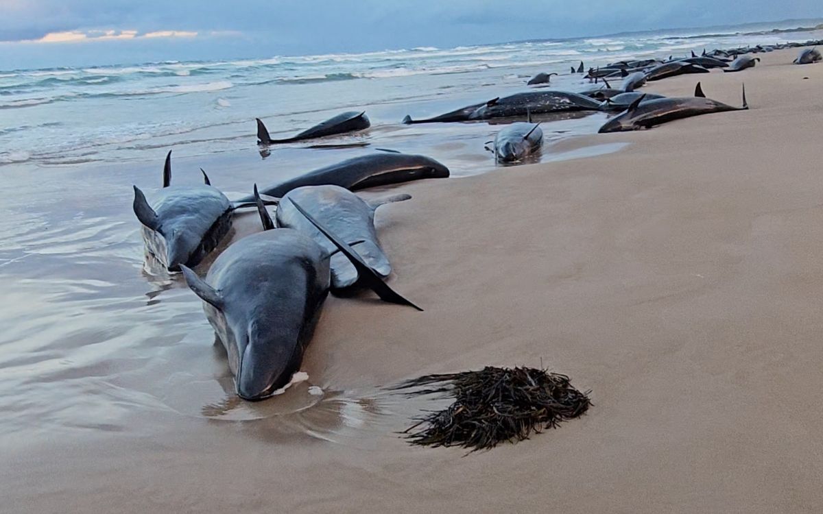 Por qué más de 150 ballenas murieron o serán sacrificadas en Australia Por qué más de 150 ballenas murieron o serán sacrificadas en Australia