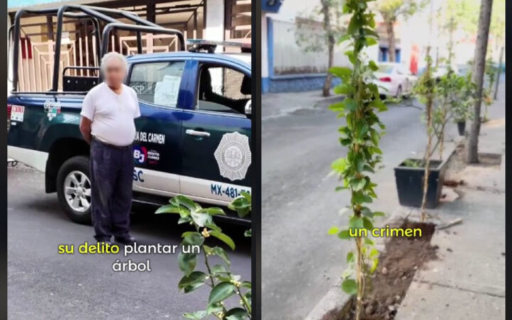 Adulto mayor detenido por sembrar árbol en BJ; Alcaldía lo acusa de dañar banqueta Adulto mayor detenido por sembrar árbol en BJ; Alcaldía lo acusa de dañar banqueta