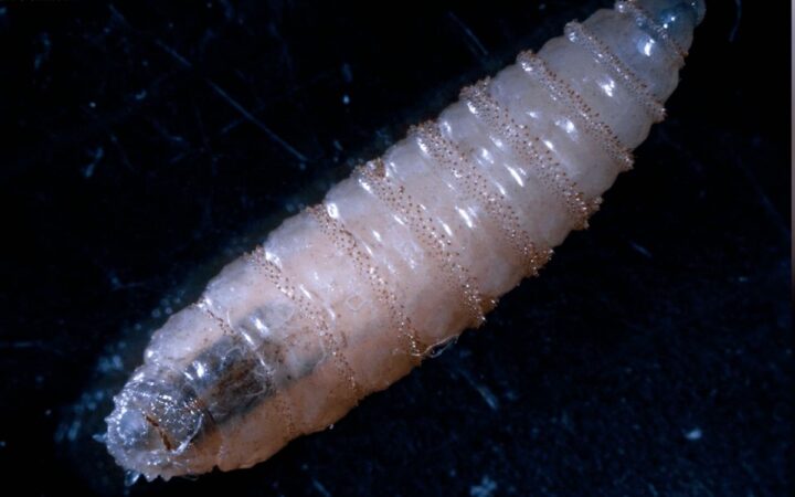 Nicaragua reporta 30 casos del gusano barrenador en humanos Nicaragua reporta 30 casos del gusano barrenador en humanos