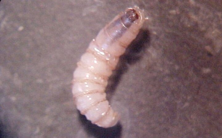 Confirman primer caso de gusano barrenador en un equino en Oaxaca