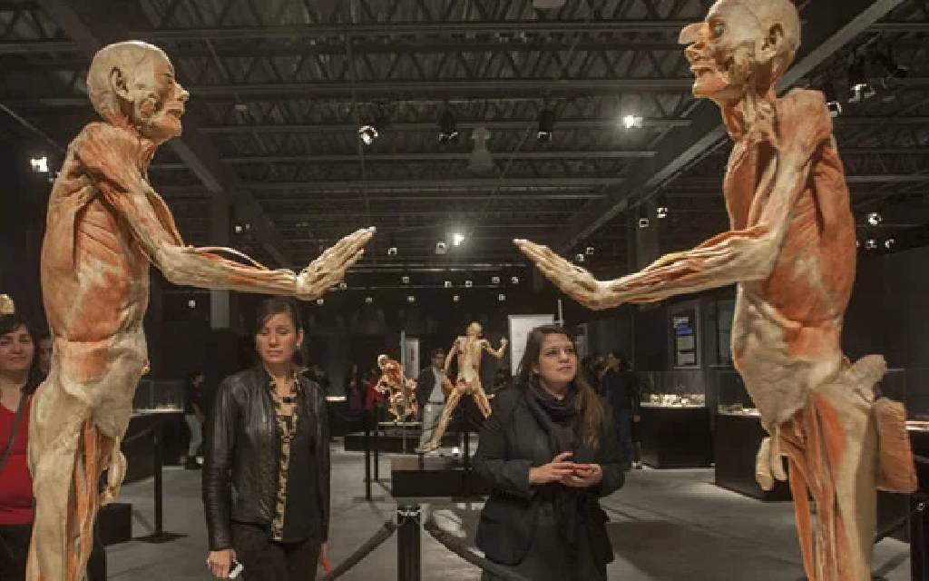 ‘Our Body’, una exposición compuesta por cuerpos humanos reales