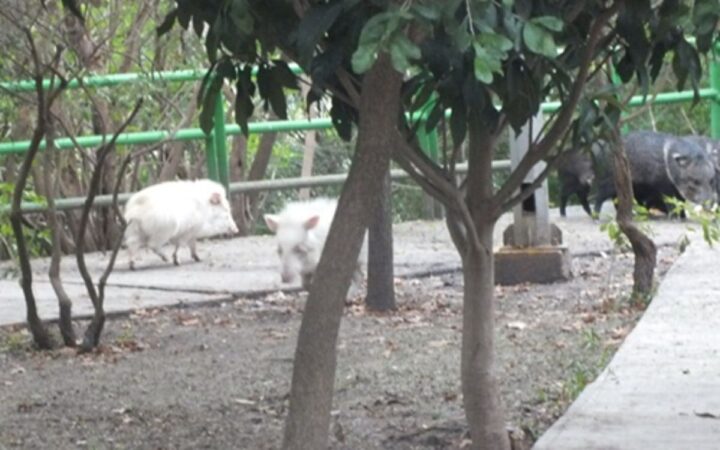 ¡Un blanquito en el arroz! Pecaríes albinos en el Cerro de la Silla en Monterrey ¡Un blanquito en el arroz! Pecaríes albinos en el Cerro de la Silla en Monterrey