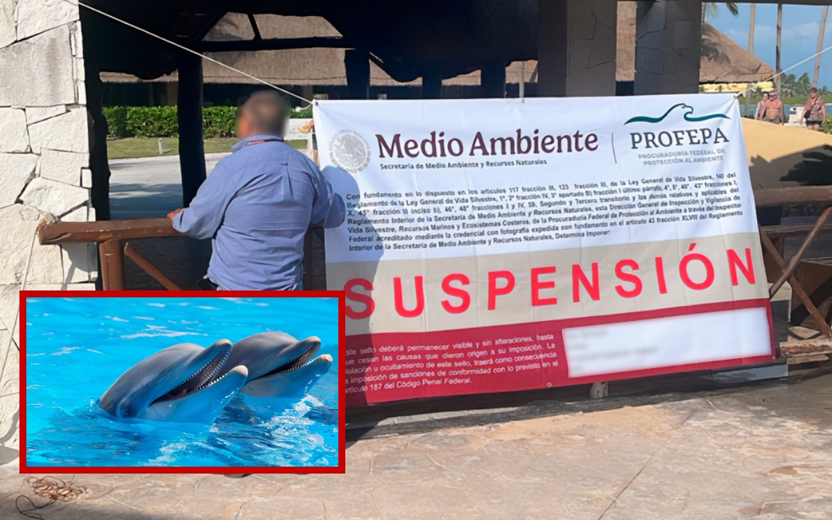 Profepa suspende actividades en delfinario de Hotel Barceló de Rivera Maya | Videos