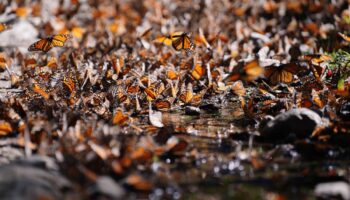 Se duplica presencia de mariposa monarca en México