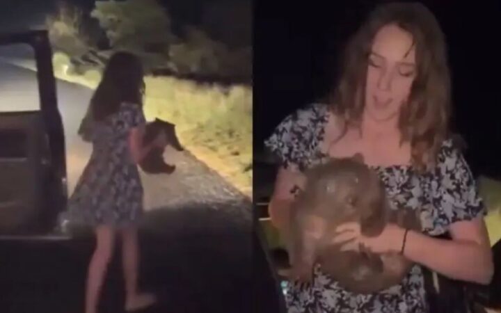 Influencer que indignó a Australia por capturar un wombat bebé pide disculpas Influencer que indignó a Australia por capturar un wombat bebé pide disculpas
