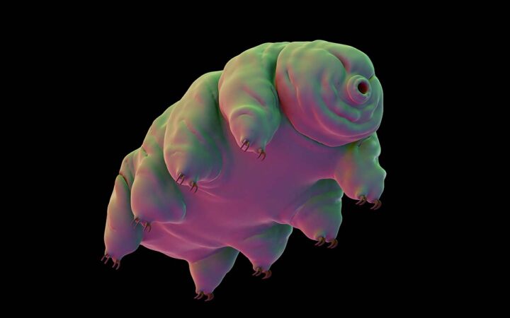 Descubren que un organismo microscópico podría protegernos contra la radiación