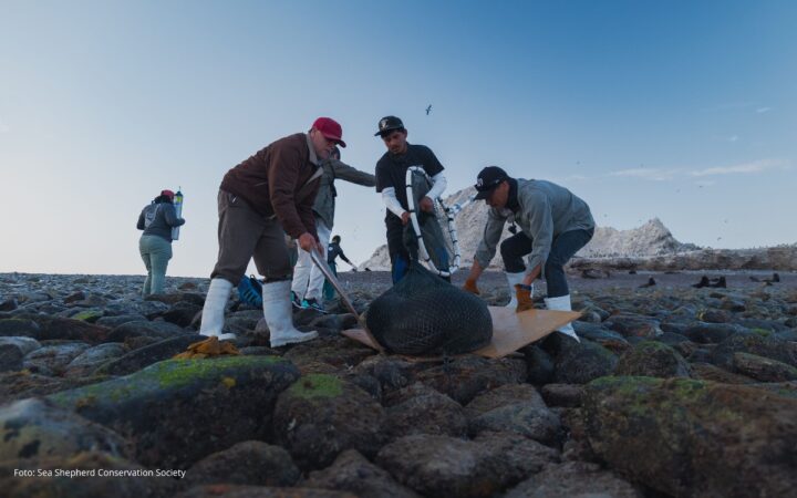 Al rescate de los lobos marinos en Isla San Jorge Al rescate de los lobos marinos en Isla San Jorge