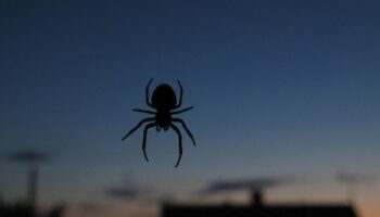 ¿Hay arañas en tu casa? Esto es lo que significa
