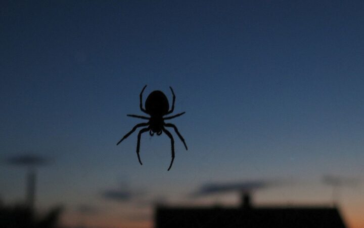 ¿Hay arañas en tu casa? Esto es lo que significa