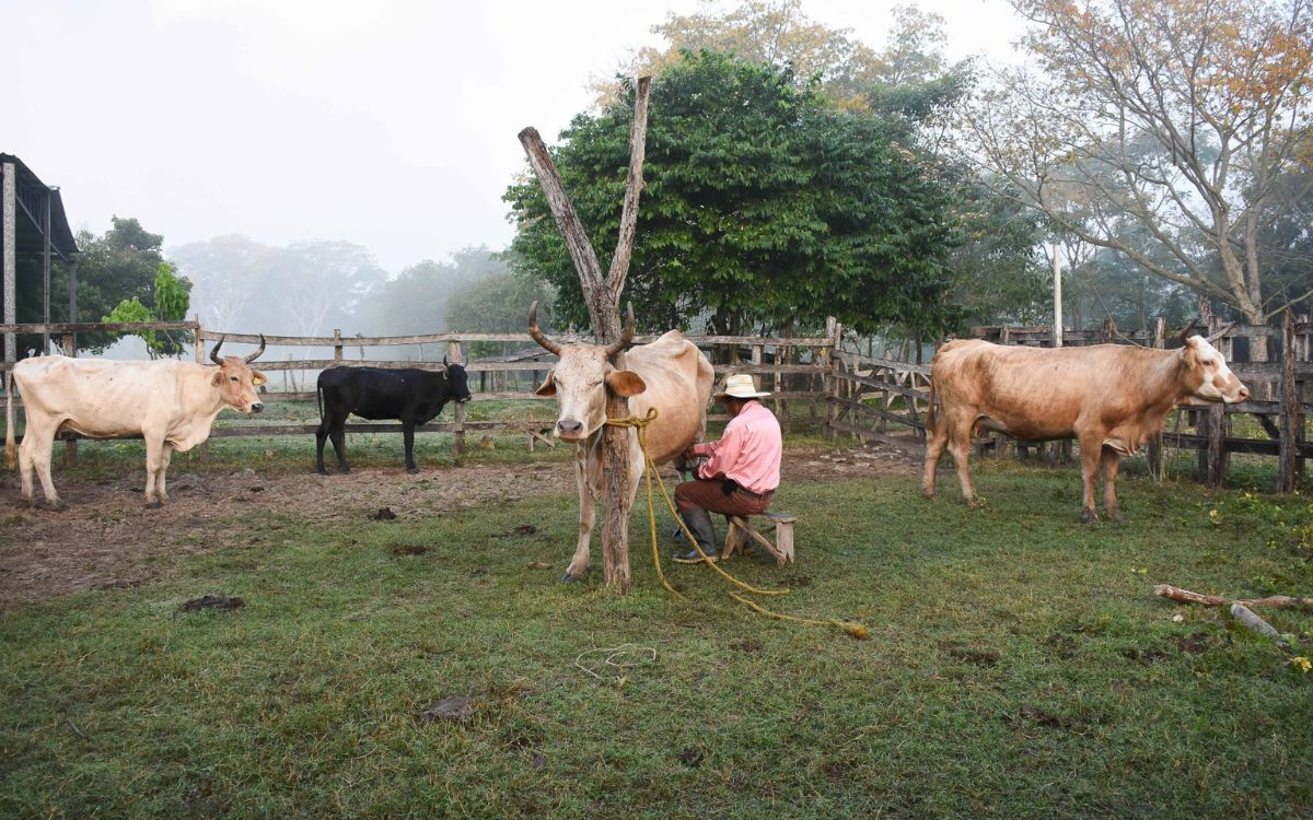 ¿Cuáles son los beneficios de apostar por una ganadería sostenible? ¿Cuáles son los beneficios de apostar por una ganadería sostenible?
