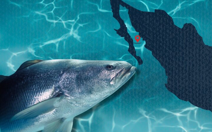 ¿Por qué está prohibida la pesca de totoaba en golfo de California? ¿Por qué está prohibida la pesca de totoaba en golfo de California?