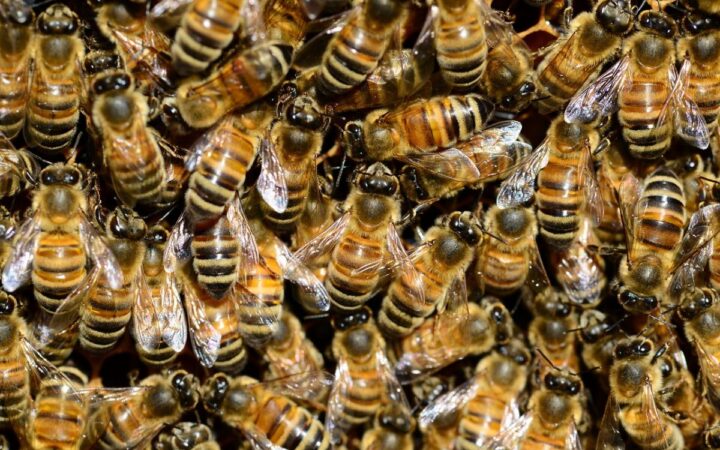 Ahora las abejas podrán producir miel sin polen natural