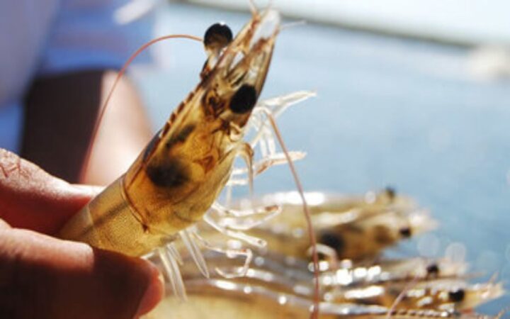 ¿Por qué a los camarones les cortan un ojo en las granjas?