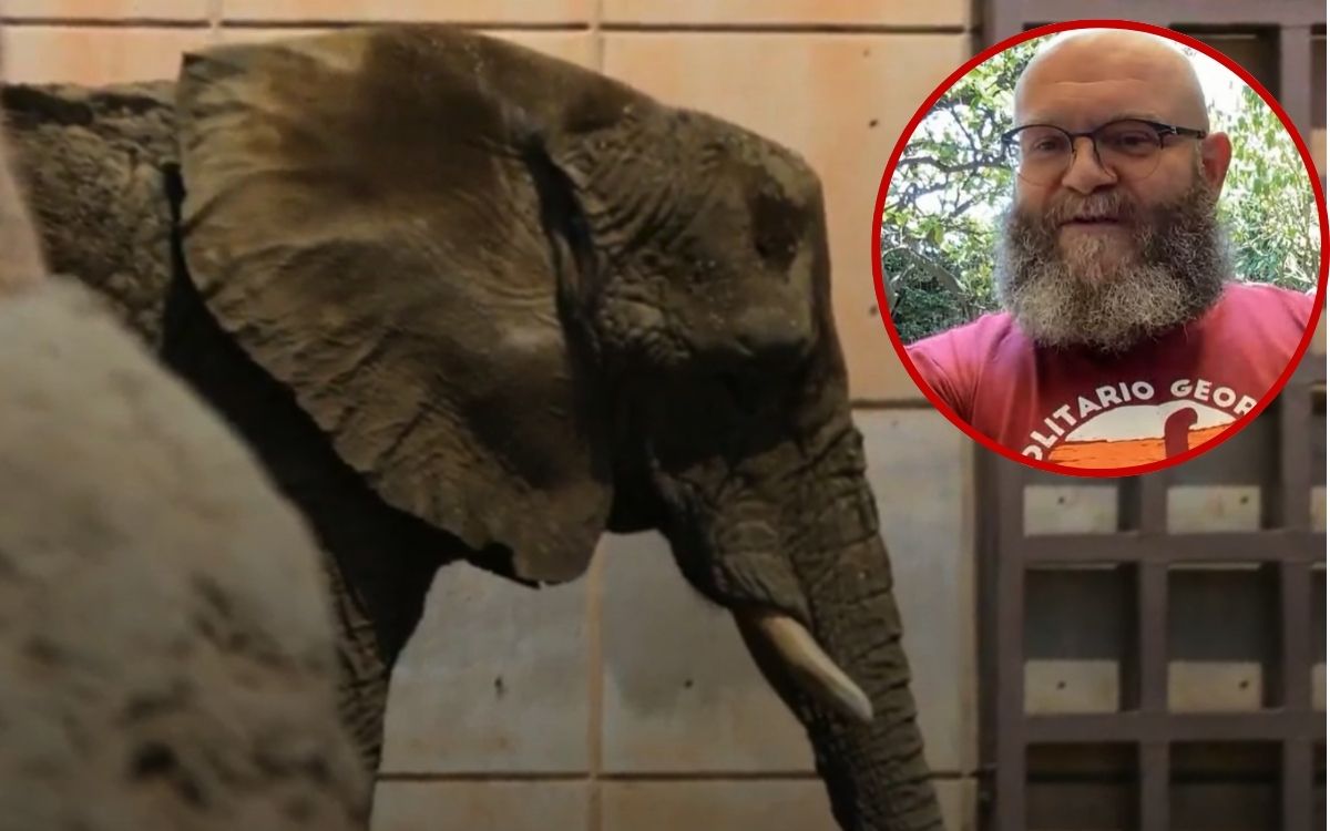 ¿De qué sirve ver a un animal enjaulado y sufriendo?: Helsinki de ‘La casa de papel’ aboga por liberar a elefanta Ely