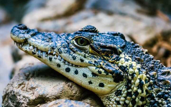 Descubren dos nuevas especies de cocodrilo en México | Aristegui Noticias
