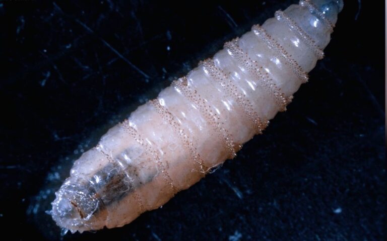 México condena cierre de frontera de EU a exportación de ganado por gusano barrenador | Aristegui Noticias