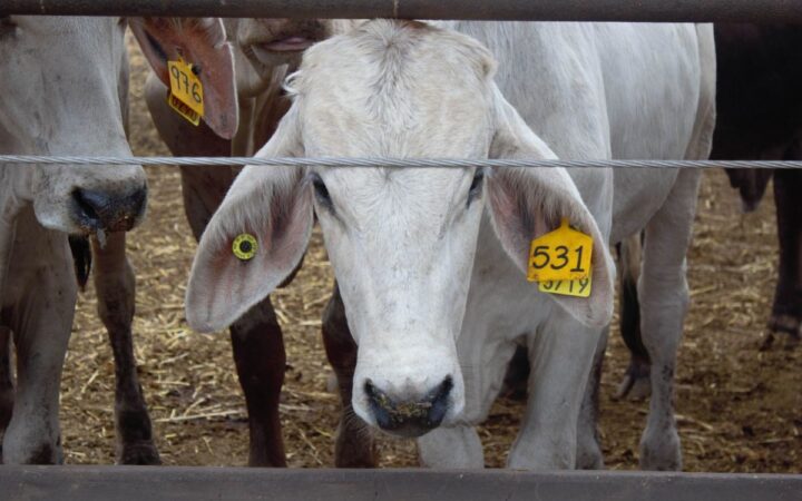Exportaciones de carne de res bajan 2% en una semana tras veto de Estados Unidos | Aristegui Noticias