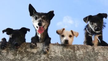 ¿Los perros entienden lo que hablamos? Aquí te decimos