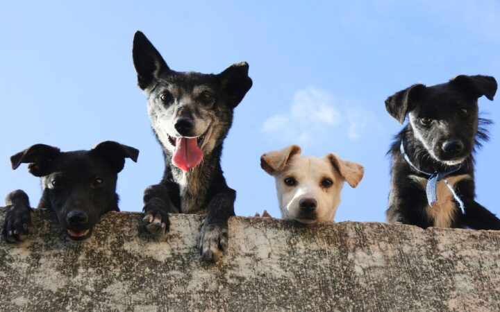 ¿Cuál es la raza de perro adecuada para ti? experto lo explica