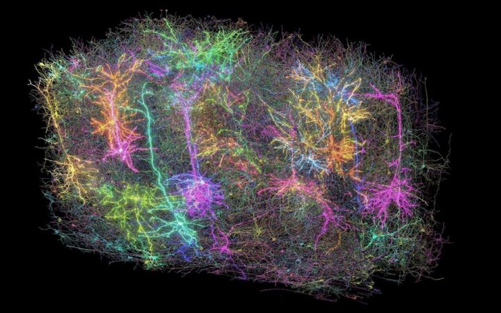 Crean el primer mapa tridimensional de una parte del cerebro de un mamífero