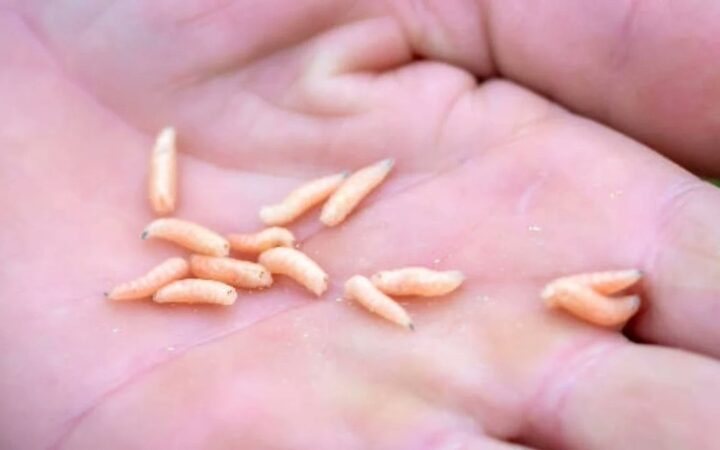 Ya suman cuatro casos de miasis por gusano barrenador en humanos en Chiapas Ya suman cuatro casos de miasis por gusano barrenador en humanos en Chiapas