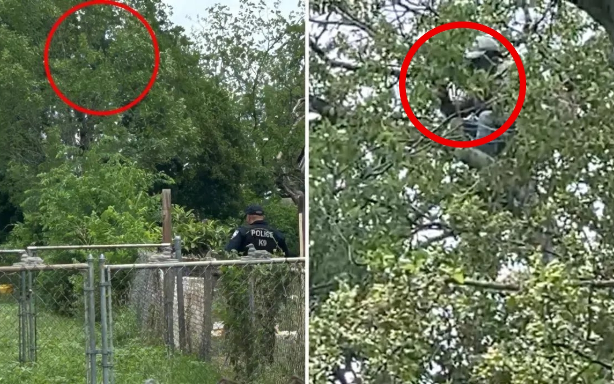 Video | Migrante pasa ocho horas trepado en un árbol para no ser arrestado