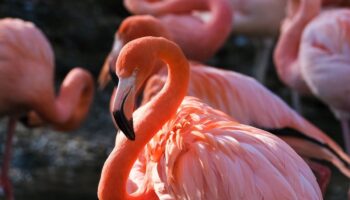 ¿Por qué los flamingos giran como trompos bajo el agua?