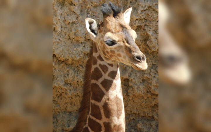 ¡Increíble! Nace cría de jirafa en Zoológico de Chapultepec ¡Increíble! Nace cría de jirafa en Zoológico de Chapultepec