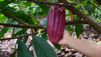 México anuncia medidas para cumplir nueva regulación europea sobre productos libres de deforestación
