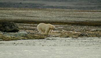 Cambio climático amenaza a miles de especies