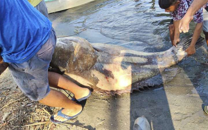 Pescan cherna gigante de 290 kilos cerca de zona afectada por derrame de Dos Bocas; ¿es una especie protegida?