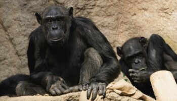 Chimpancés son observados brindando primeros auxilios; ¿origen evolutivo de la medicina humana?