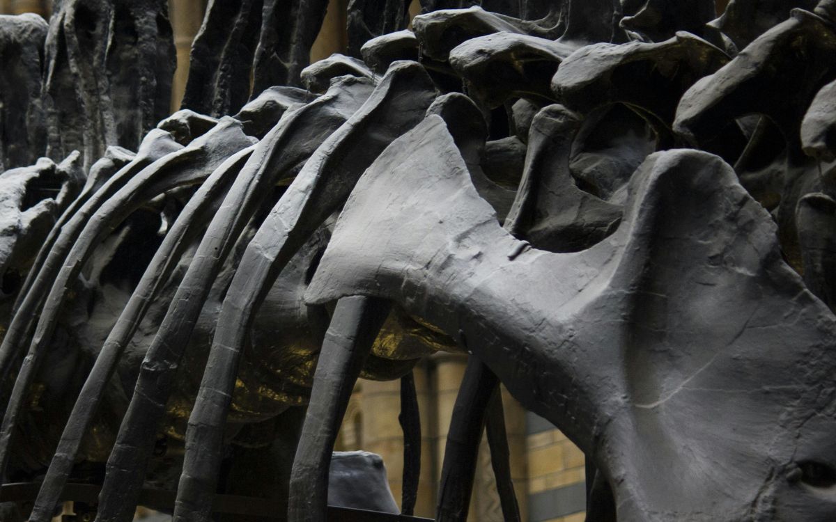 Identifican nueva especie de dinosaurio en Japón