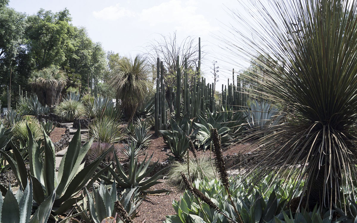 Jardín Botánico de la UNAM resguarda más de 1,600 especies de plantas