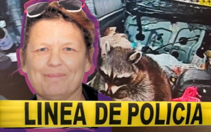 Un mapache con pipa de metanfetamina sorprende a la policía durante un arresto en Ohio Un mapache con pipa de metanfetamina sorprende a la policía durante un arresto en Ohio